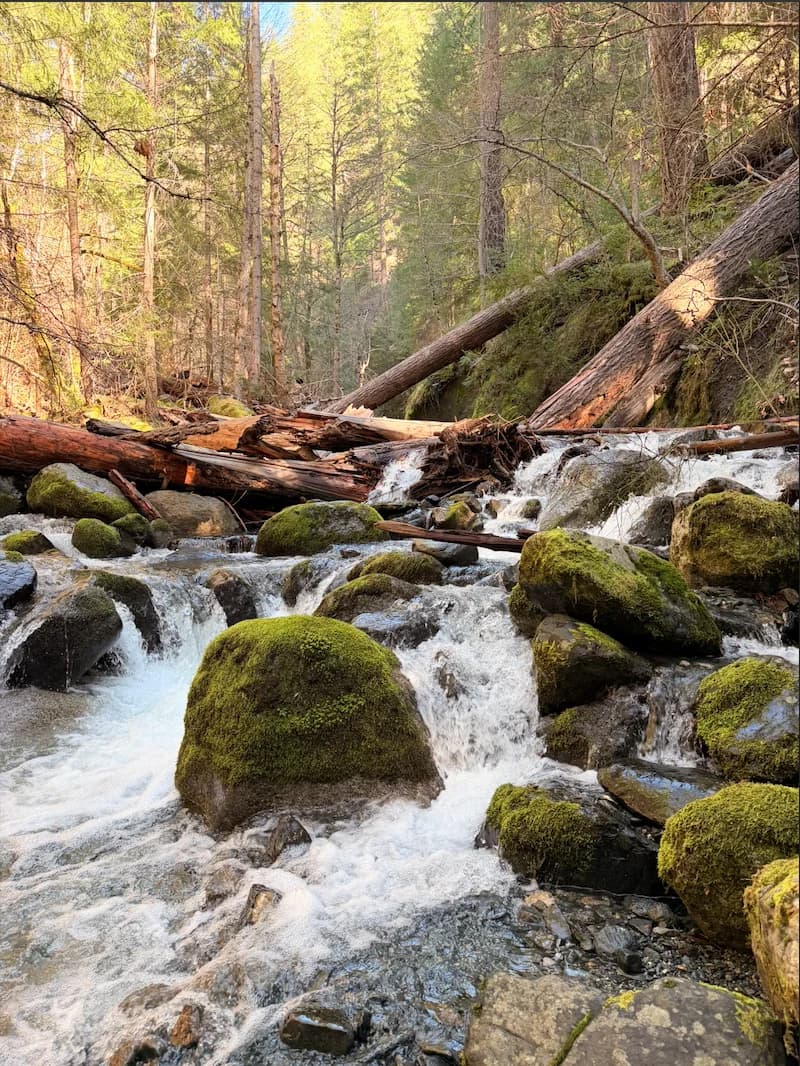 A creek tumbling over moss-covered boulders beneath tall conifers in the Trinity National Forest